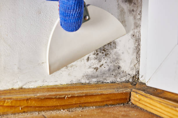Mold Remediation for Vacation Homes in Euharlee, GA